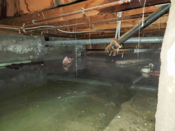 Best Flood restoration services  in Hampton, GA